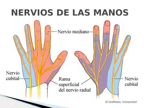 Nervios de la mano y nervio carpiano